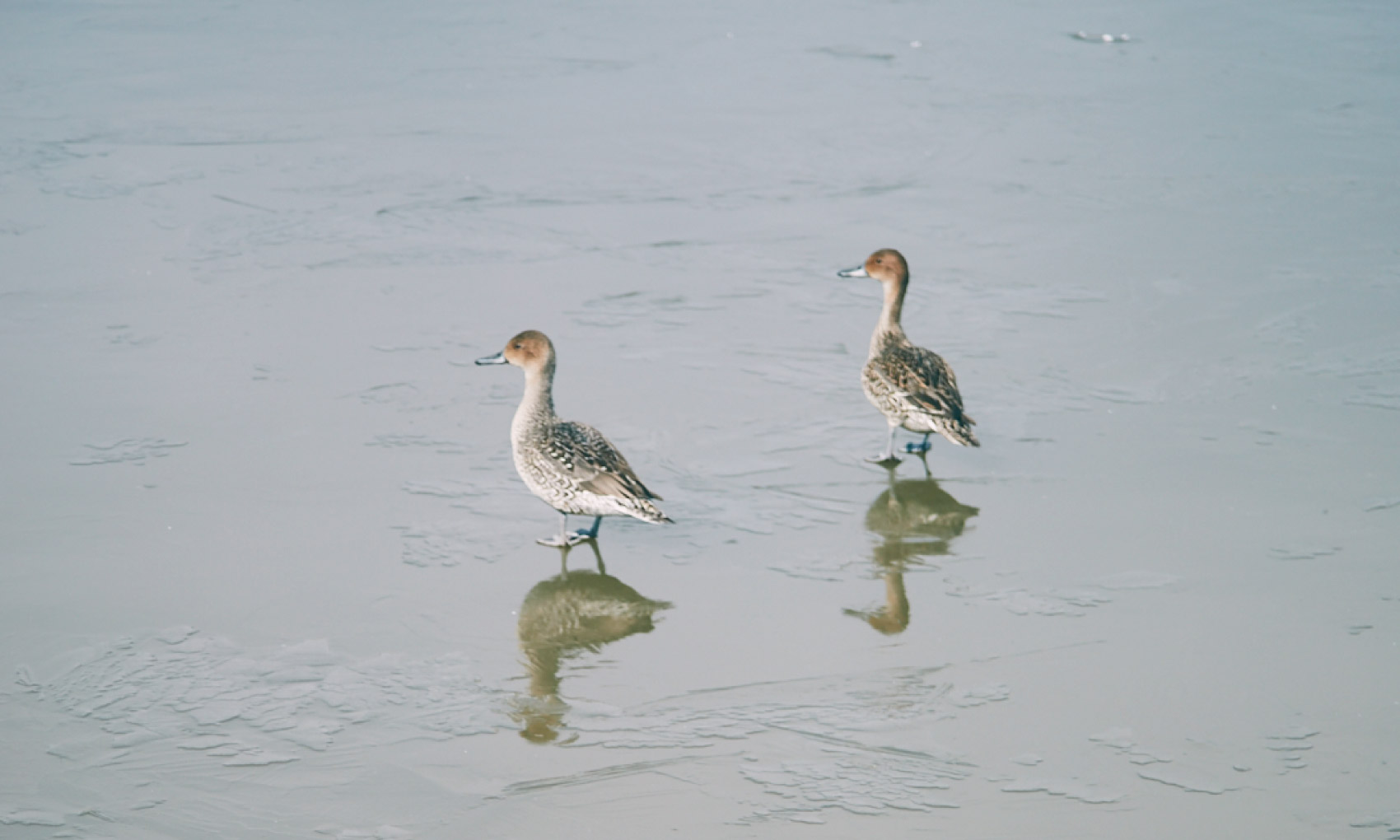 used in European countries (European Norm)